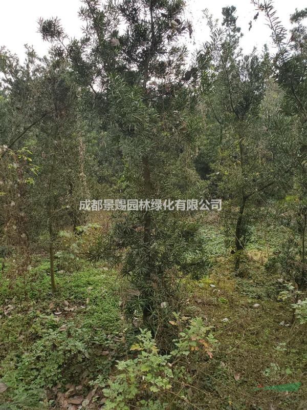 出售羅漢松樹苗 出售羅漢松綠化苗  羅漢松還未造型的樹出售