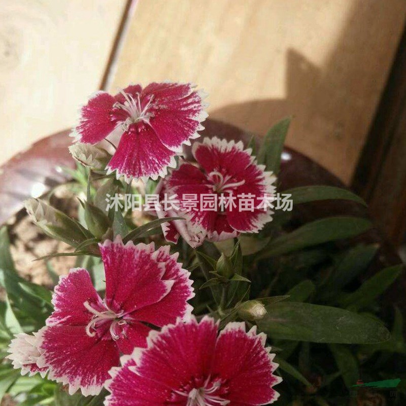 包衣五彩石竹種子多少錢一斤，包衣五彩石竹種子批發(fā)價(jià)格