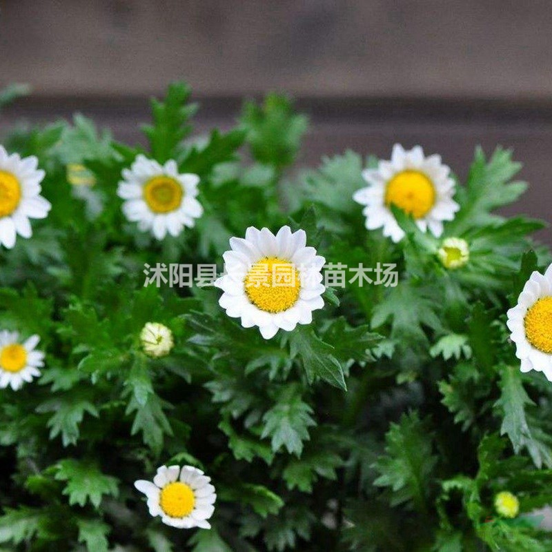 白晶菊種子批發(fā)多少錢一斤?
