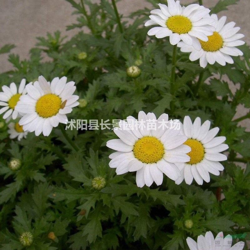 白晶菊種子批發(fā)多少錢一斤?