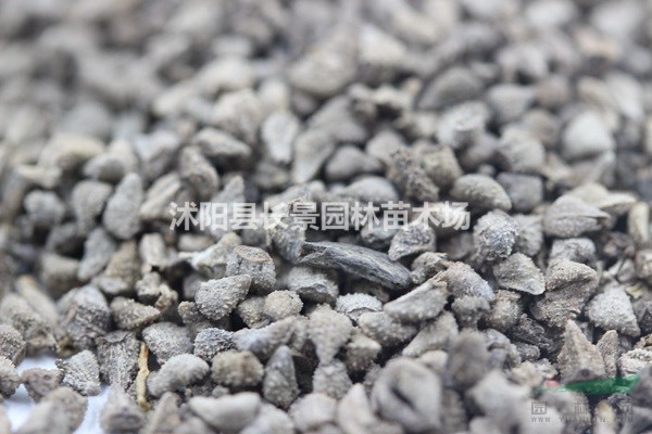 南非萬壽菊種子批發(fā)多少錢一斤?