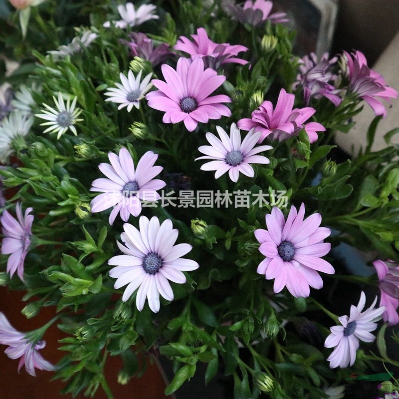 哪里有賣南非萬壽菊種子？