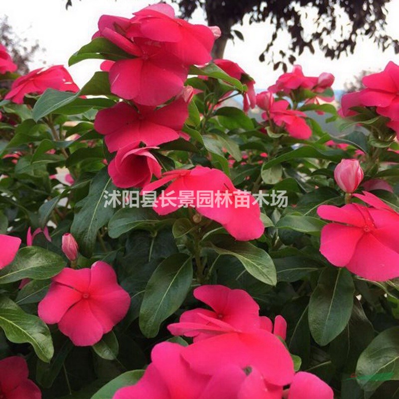 長春花種子批發(fā)價(jià)格