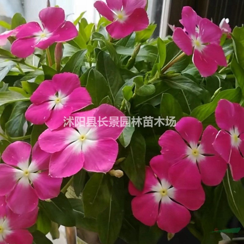 哪里有賣長(zhǎng)春花種子的？