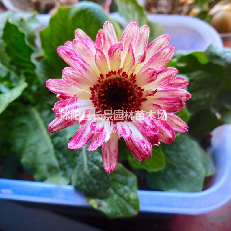 非洲菊種子批發(fā)多少錢(qián)一斤？