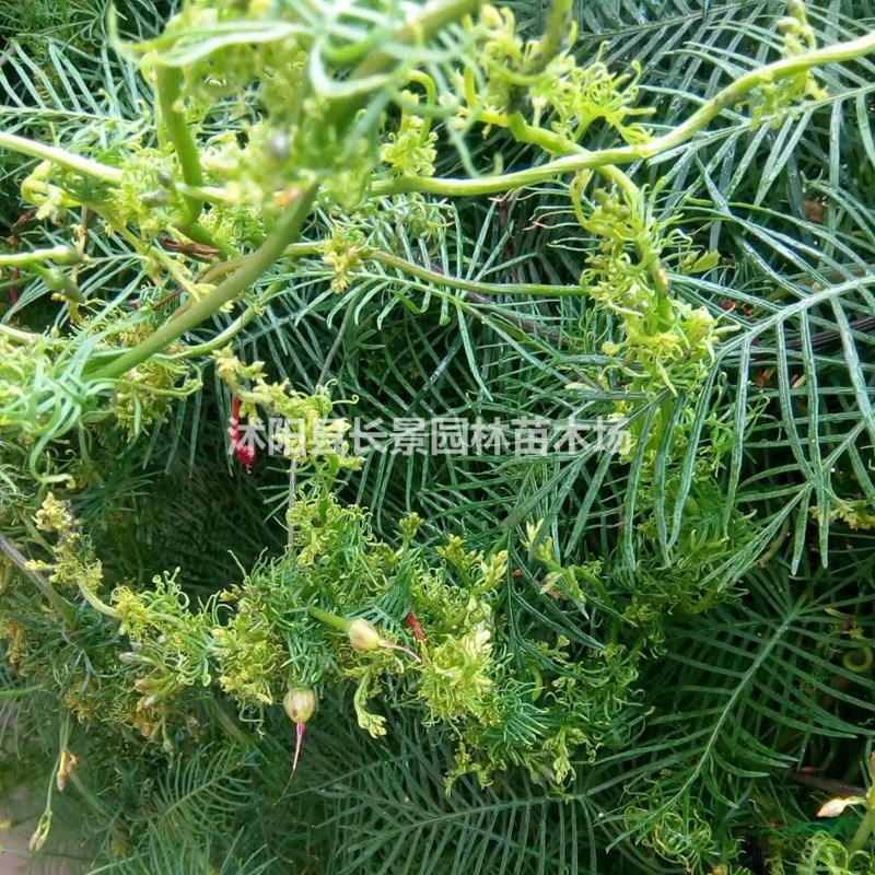 羽葉蔦蘿種子哪里有賣？
