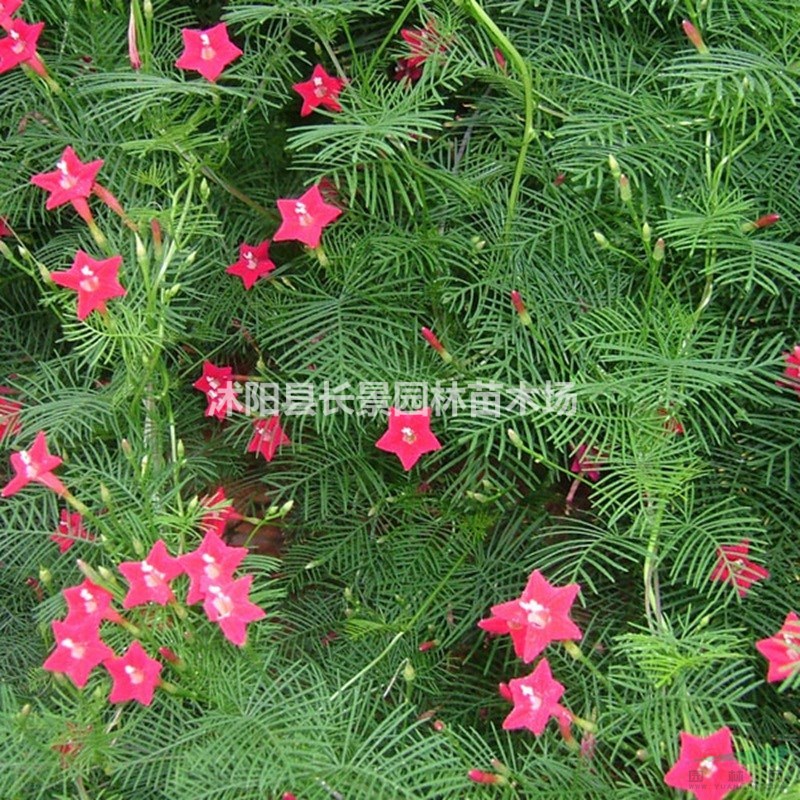 羽葉蔦蘿種子哪里有賣？