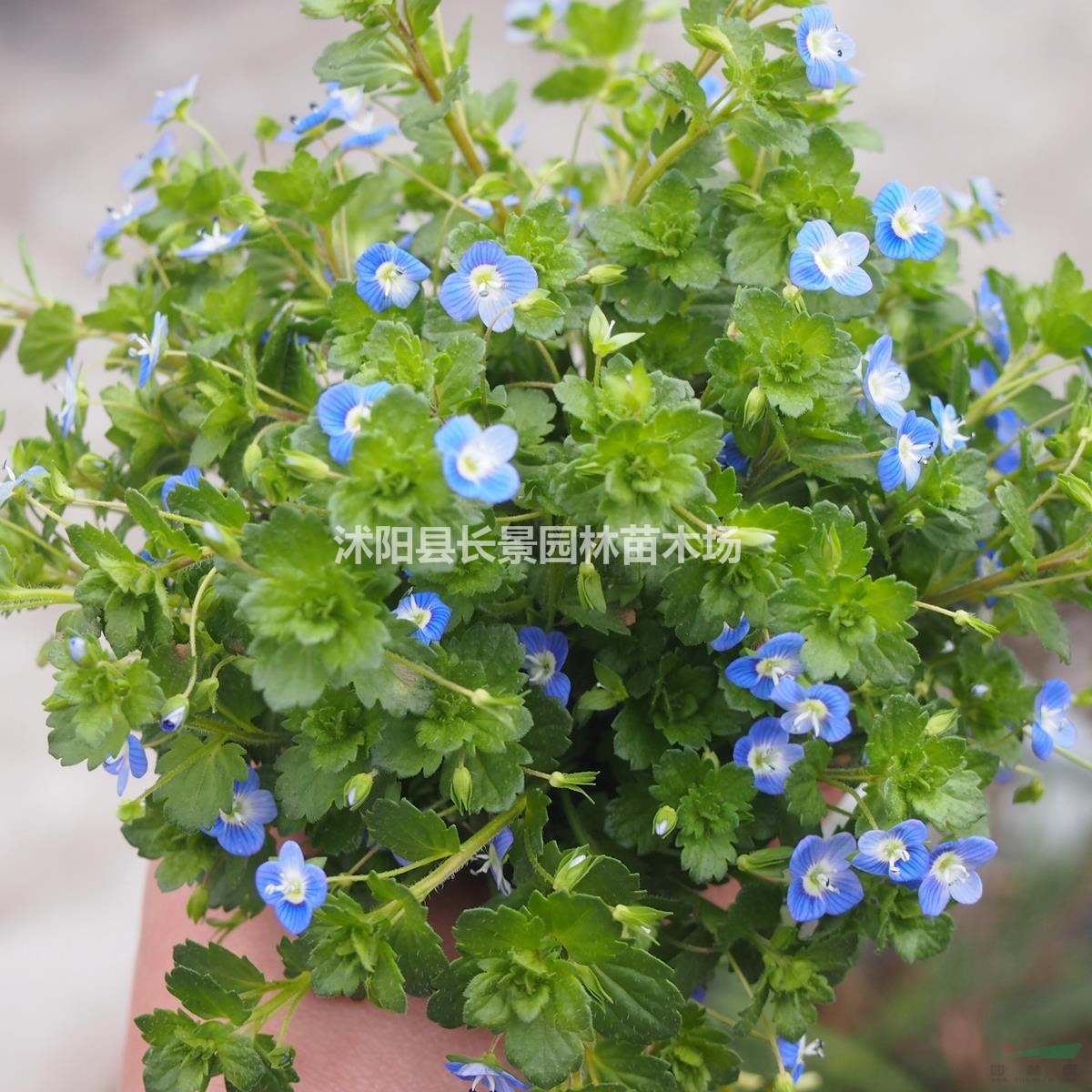 婆婆納種子批發(fā)多少錢一斤？