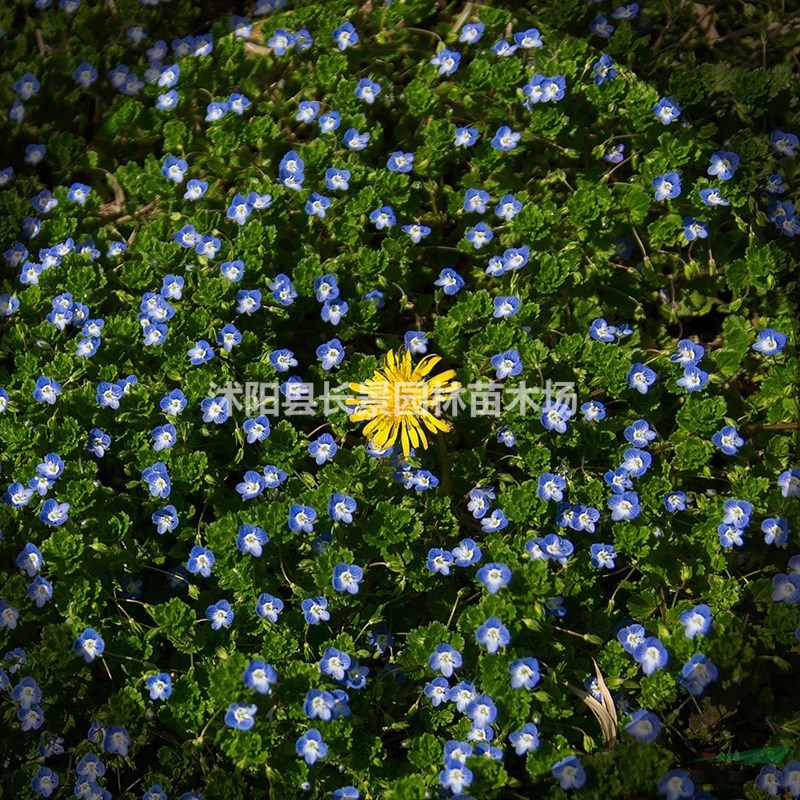婆婆納種子批發(fā)多少錢一斤？