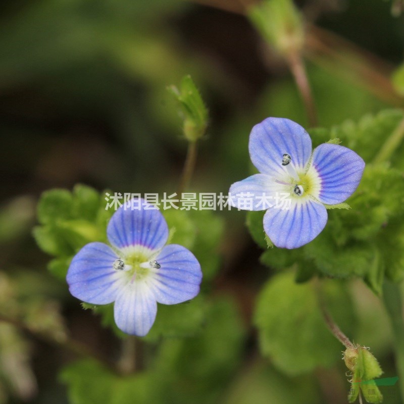 婆婆納種子批發(fā)價(jià)格