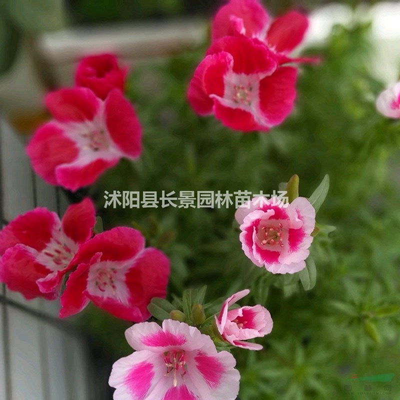 古代稀種子