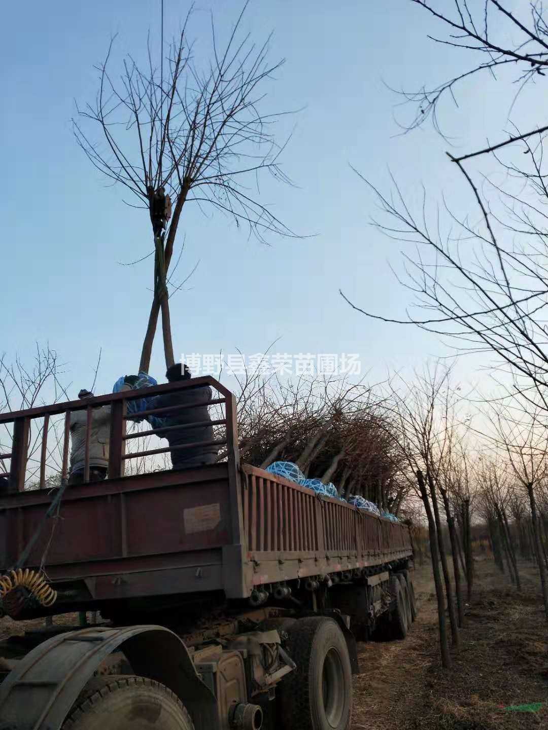 9公分刺槐10公分刺槐數(shù)量大-出售