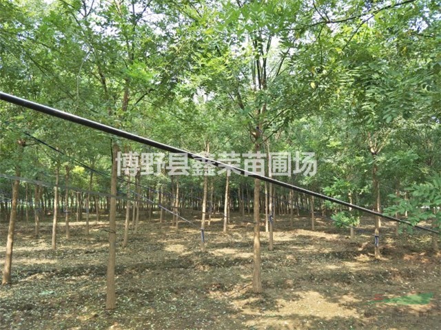 3公分國槐4公分國槐苗子好-品種全