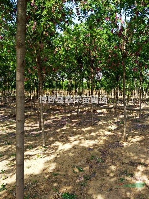 5公分國槐6公分香花槐價格低，數(shù)量大-便宜