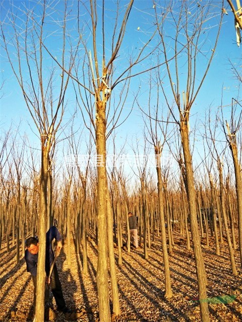 12公分國槐13公分香花槐多少錢一棵-精品苗木
