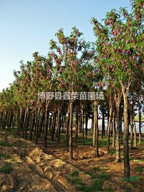 8公分紅花槐9公分紅花槐數(shù)量多-產(chǎn)地
