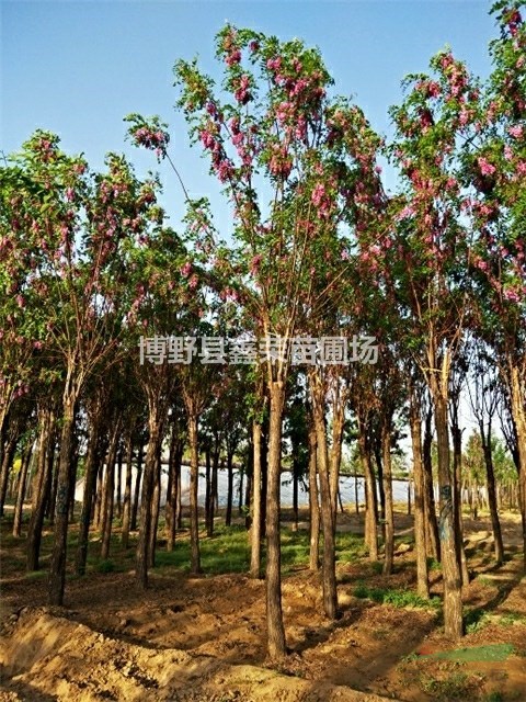 10公分紅花槐11公分紅花槐苗圃場-價低