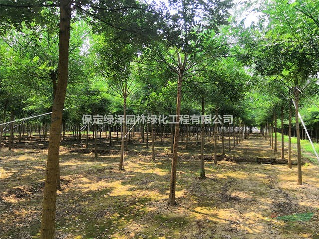 8公分國(guó)槐苗木基地價(jià)格、10公分國(guó)槐苗木基地價(jià)格、