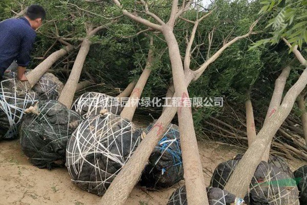 8公分國(guó)槐苗木基地價(jià)格、10公分國(guó)槐苗木基地價(jià)格、