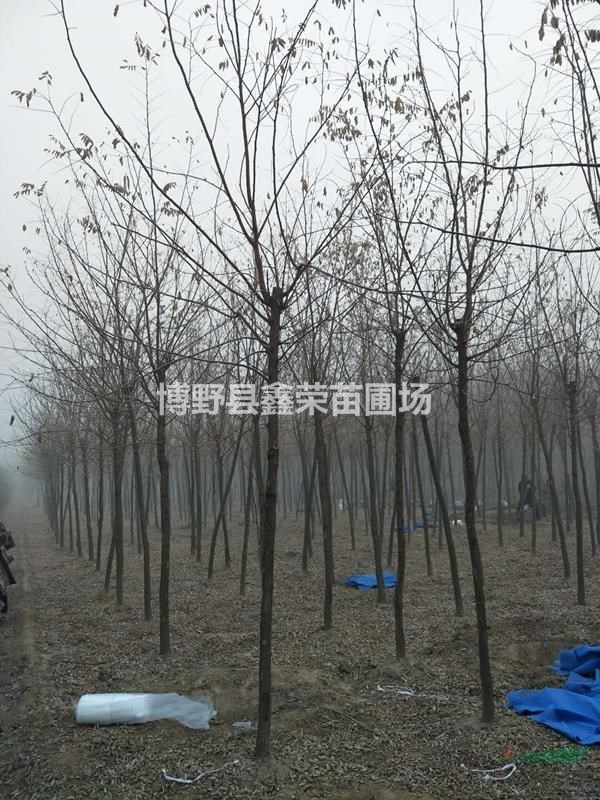 5公分洋槐6公分洋槐價(jià)格全-數(shù)量大