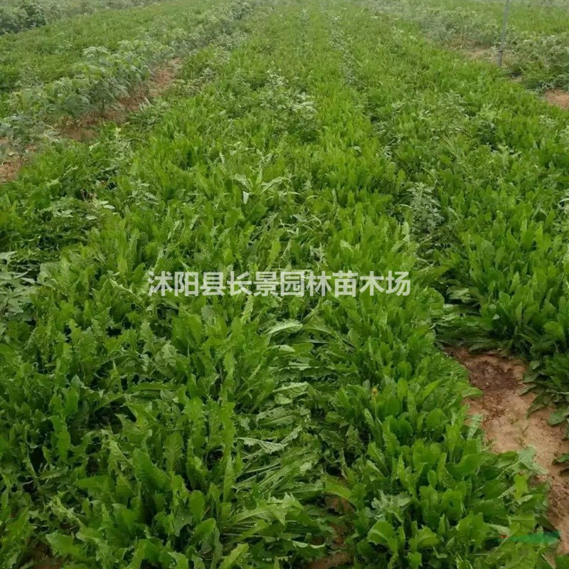蒲公英種子批發(fā)是你們價(jià)格？