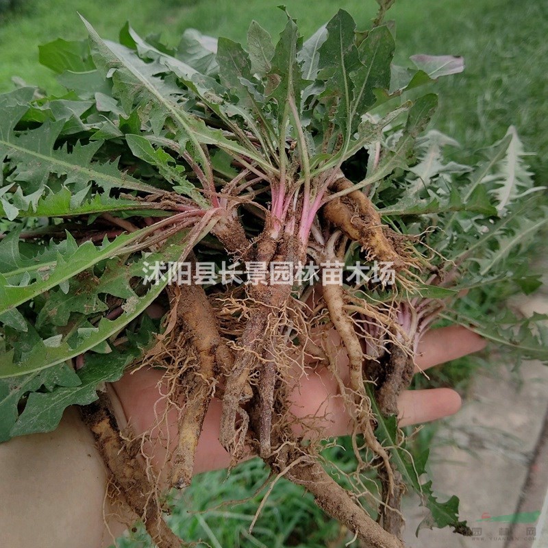 蒲公英種子批發(fā)是你們價(jià)格？