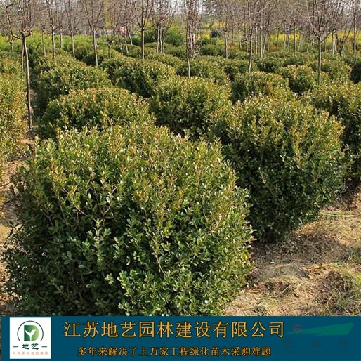 小葉黃楊球_價格_圖片_沭陽黃楊球