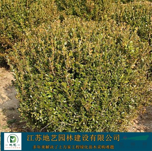小葉黃楊球_價格_圖片_沭陽黃楊球