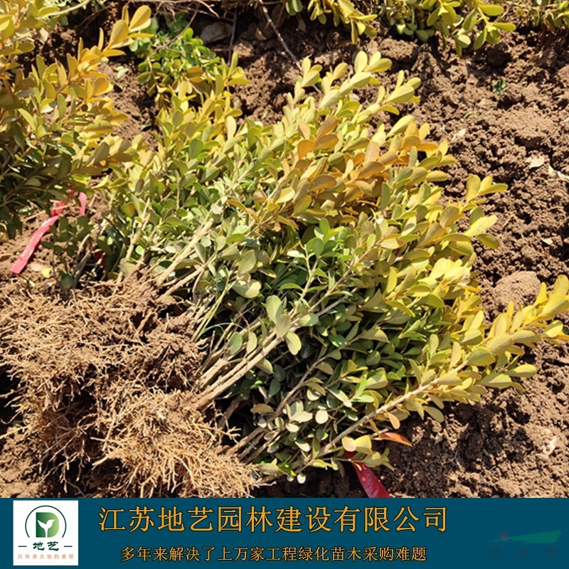 瓜子黃楊_圖片_價(jià)格_沭陽瓜子黃楊苗