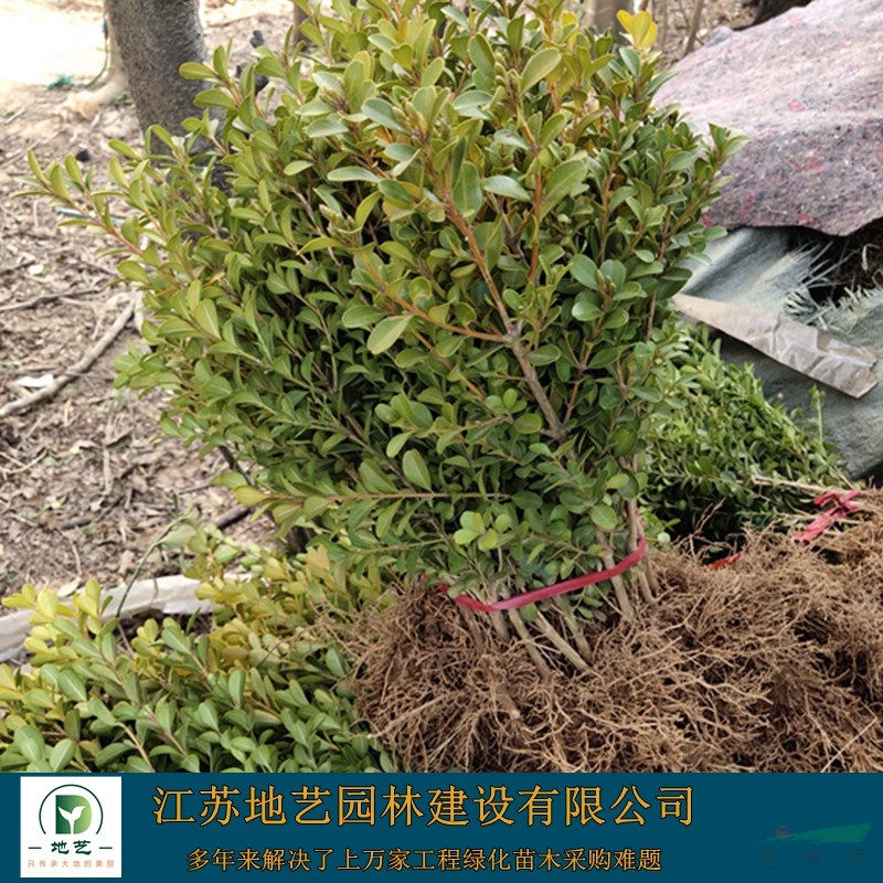 瓜子黃楊_圖片_價(jià)格_沭陽瓜子黃楊苗