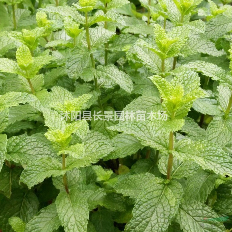 留蘭香薄荷種子批發(fā)價格？