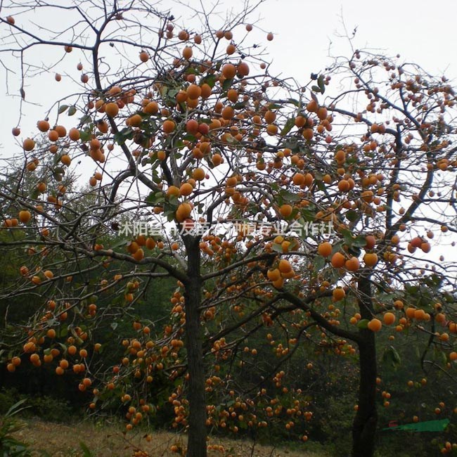 柿樹介紹 柿樹小苗基地直銷中