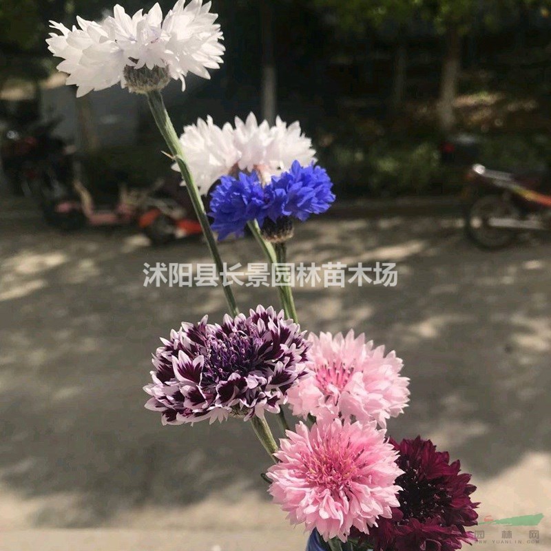 矢車菊種子批發(fā)多少錢一斤？