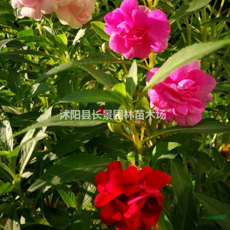 鳳仙花種子多少錢一斤？