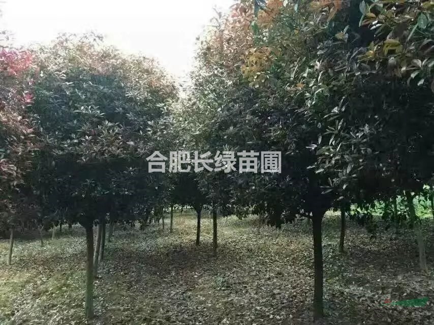 安徽合肥出售土石楠，叢生中華石楠，紅葉石楠，金桂，肥西苗木