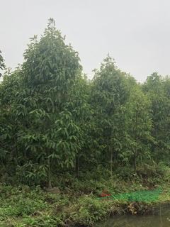 大量低价供应白玉兰