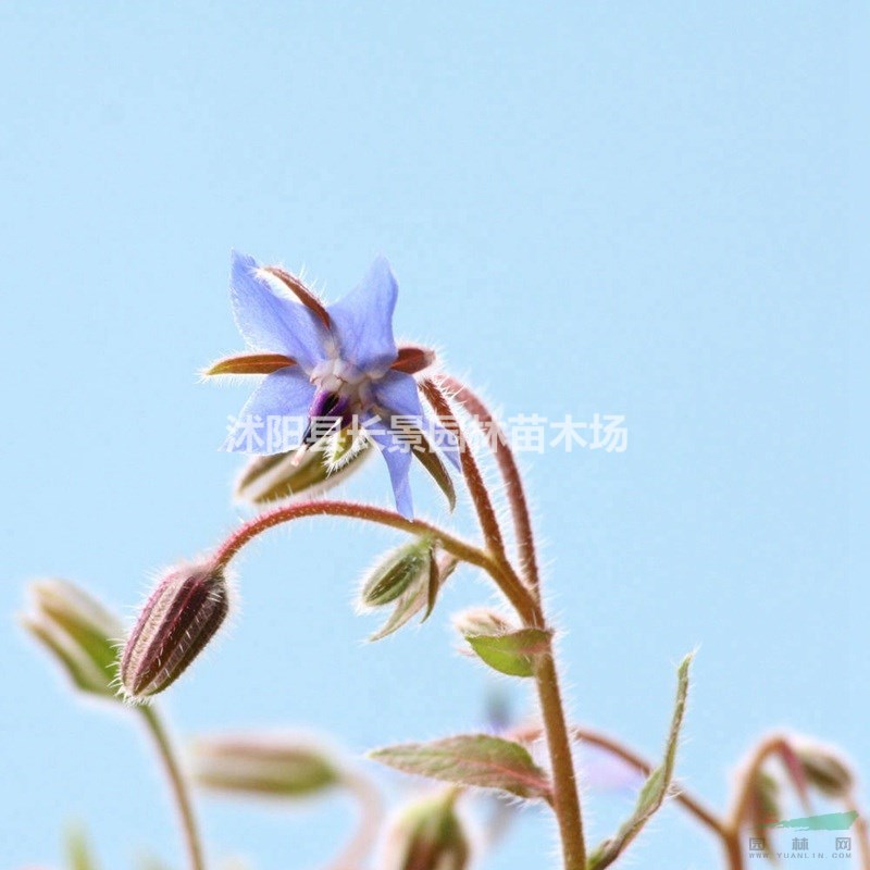 哪里有賣琉璃苣種子？