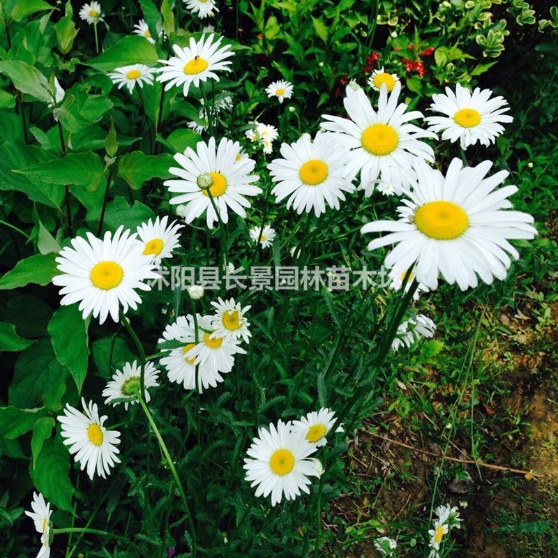 進(jìn)口小雛菊種子