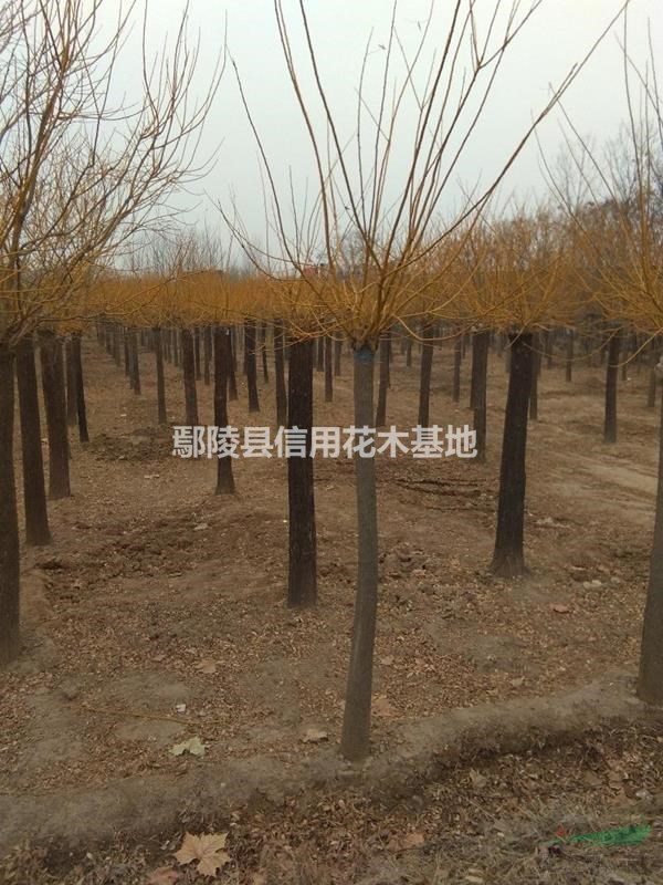 河南復(fù)葉槭，復(fù)葉報(bào)價(jià)3公分至l2公，6一520元
