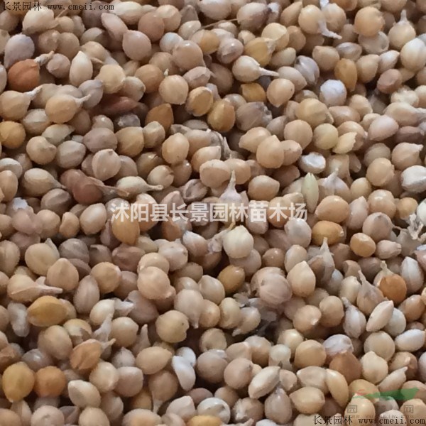 小米種子批發(fā)價(jià)格？