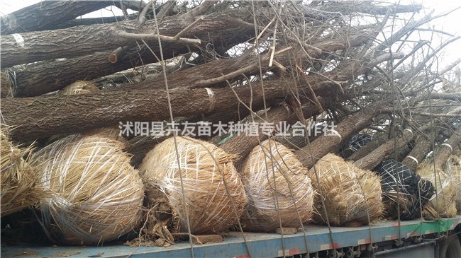 沭陽園林大量批發(fā)榆樹小苗量大優(yōu)春榆 粘榔樹家榆 白榆