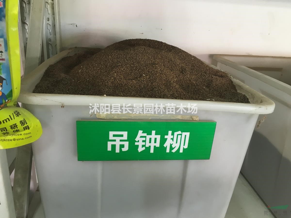 吊鐘柳種子哪里有？