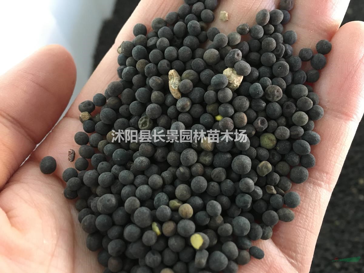 哪里有賣光葉紫花苕種子的？