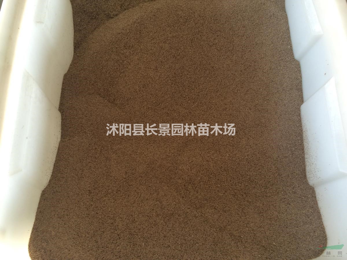 剪股穎種子批發(fā)多少錢一斤？