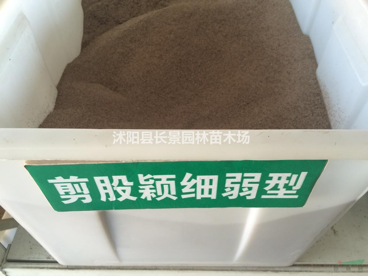 剪股穎種子批發(fā)多少錢一斤？