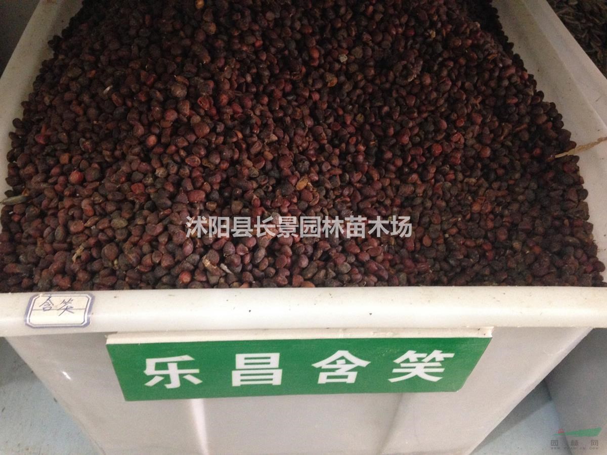 樂昌含笑種子批發(fā)價格？