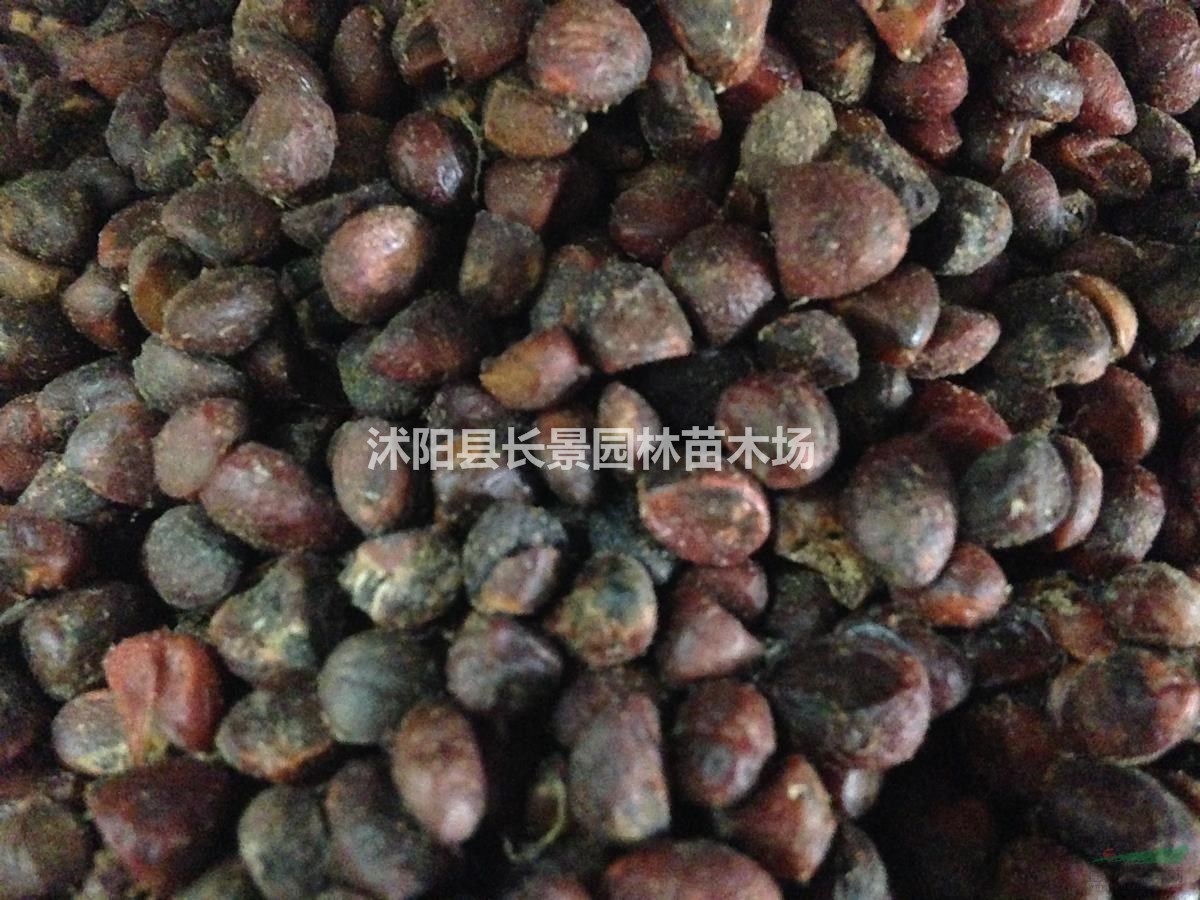 樂昌含笑種子批發(fā)價格？