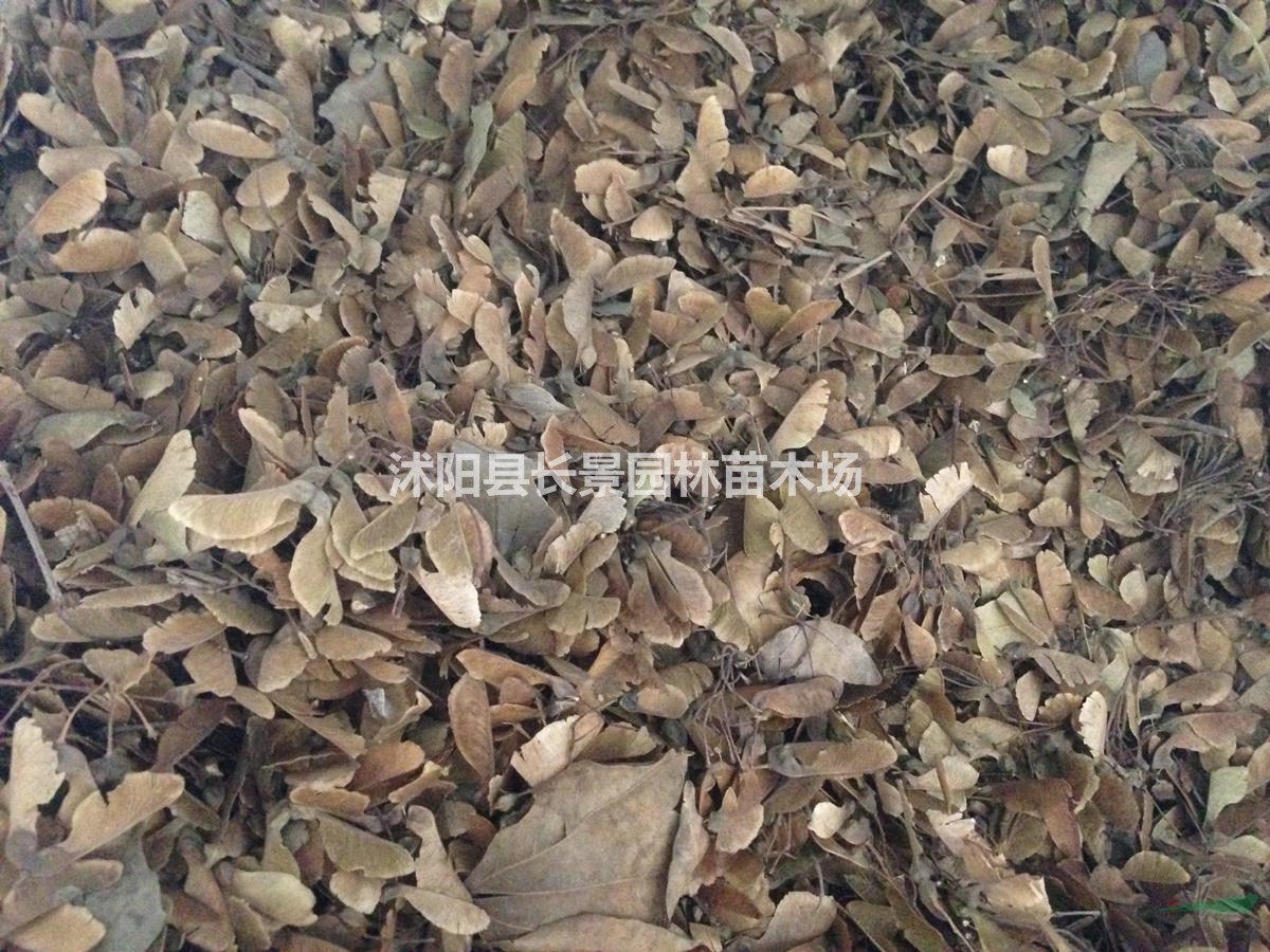 三角楓種子批發(fā)多少錢一斤？