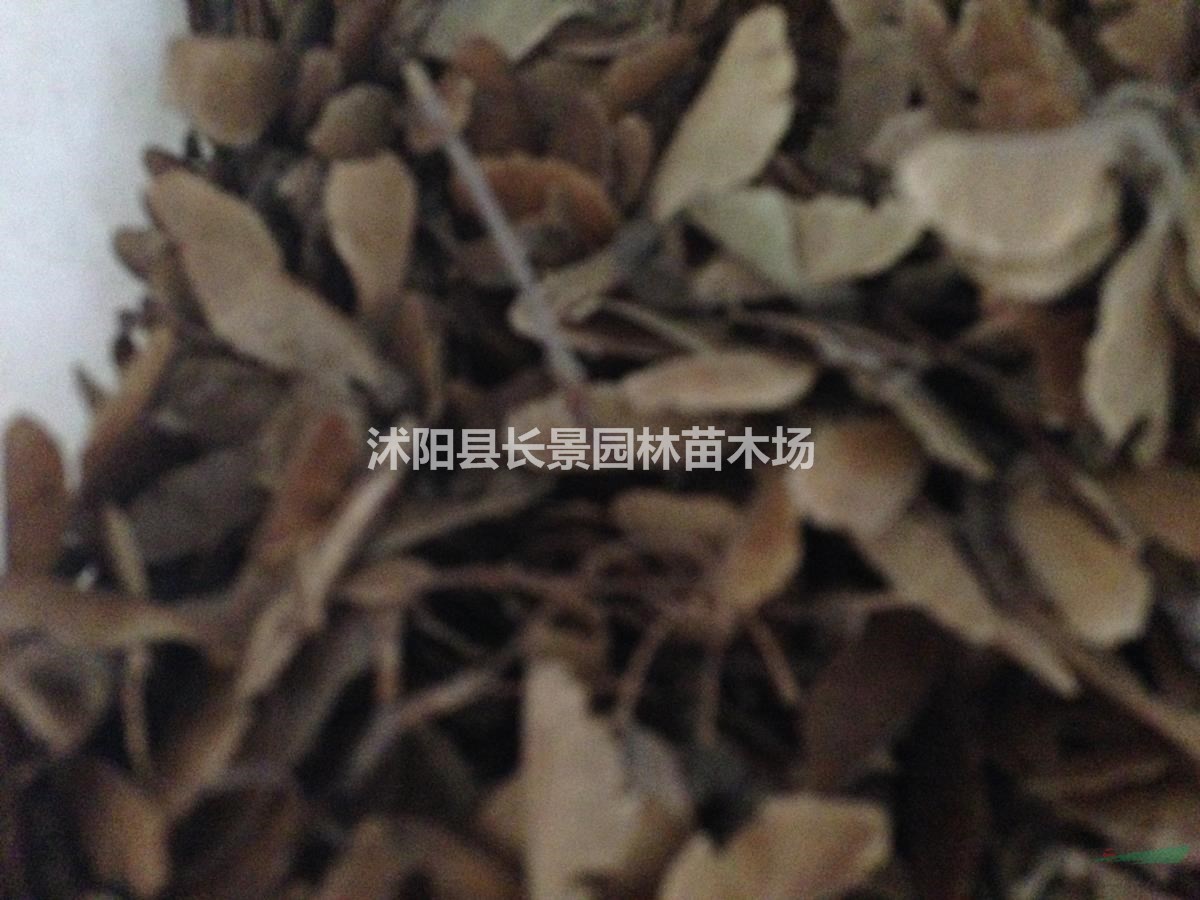 三角楓種子批發(fā)多少錢一斤？