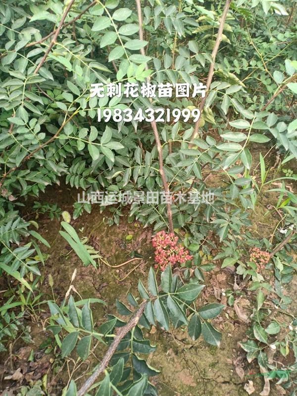 无刺花椒苗基地,哪里有无刺花椒苗,无刺花椒苗价格多少